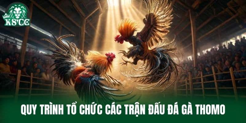 Quy trình tổ chức các trận đấu Đá Gà Thomo